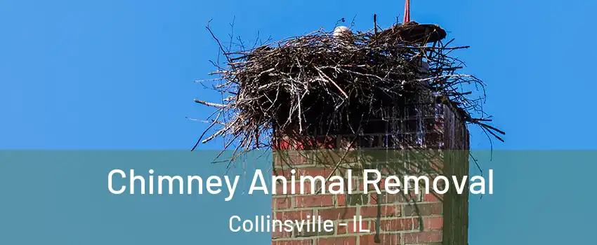  Chimney Animal Removal Collinsville - IL
