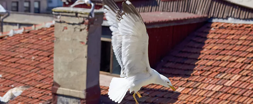 Residential Chimney Animal Removal Solution in Collinsville, IL