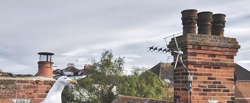 Chimney Cleaning And Restoration in Collinsville, Illinois